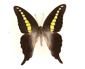 Graphium