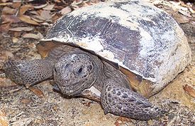 Gopherus polyphemus 2.JPG