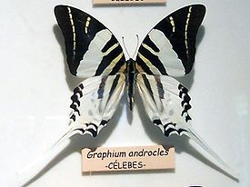 Graphium androcles