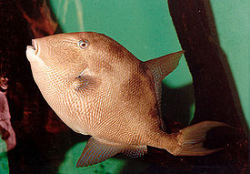 GreyTriggerfish.JPG