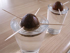 GrowingAvocadoFromSeed.JPG