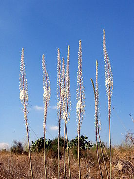 Морской лук