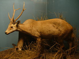 Hog deer.JPG