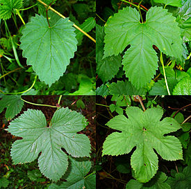 Humulus lupulus 012.jpg