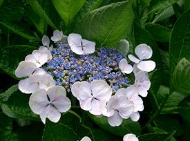 Hydrangea macrophylla