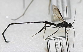 Pelecinidae