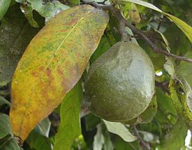 Inocarpus edulis, fruit.jpg