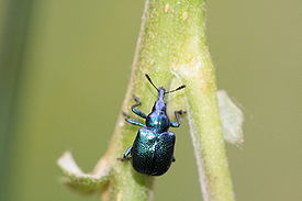 Insecta15062008.jpg
