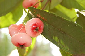 Jambu.jpg