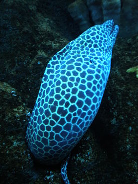 Gymnothorax favagineus