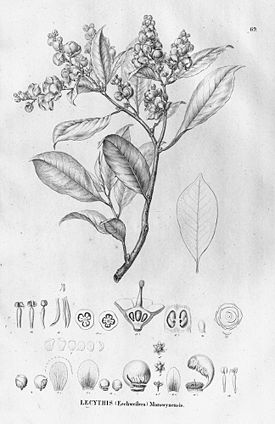 Lecythis chartacea.jpg