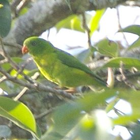 Loriculus pusillus -Java -Indonesia-6-4c.jpg