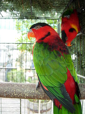 Lorius chlorocercus.jpg