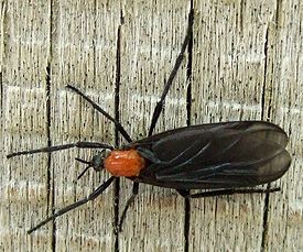 Lovebug.JPG