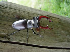 Lucanus cervus