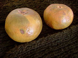 Lucuma 1.JPG