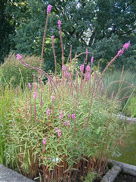 Lythrum virgatum RB1.JPG
