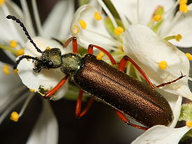Lytta aenea.JPG