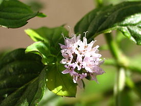Mentha aquatica21.JPG
