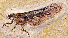 Coxoplectoptera