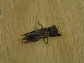 MoleCricketLINDS01.JPG