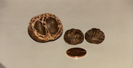 Mongongo nut2.png