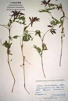 Multicaulis bot descript.jpg