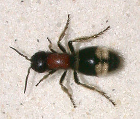 Mutilla marginata