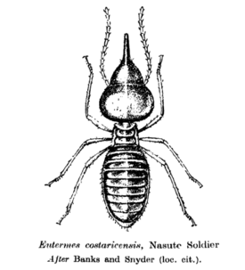 Nasute