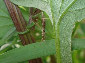 Neides tipularius 01.JPG