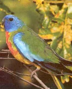 Neophema splendida.jpg