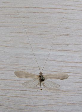 Oecetis ochraea.JPG
