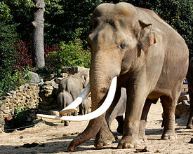 Olifant 2.JPG