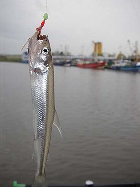 Европейская корюшка