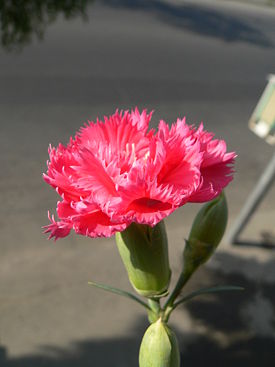 P1050432.JPG