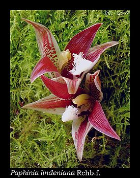 Paphinia lindeniana
