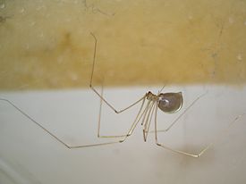 Паук-сенокосец  Pholcus phalangioides