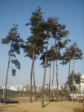 Сосна густоцветная