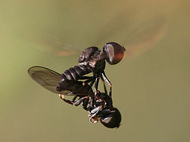 Pipunculidae2.jpeg