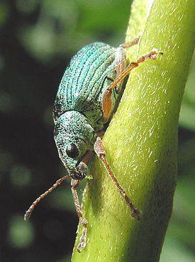 Polydrusus sp.jpg