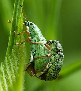 Polydrusus sp3.jpg