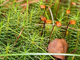 Polytrichum commune.jpeg