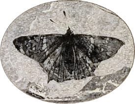 Prodryas