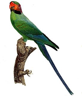 Psittacula longicauda - Barraband.jpg