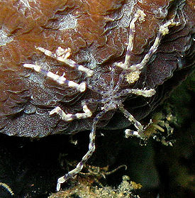 Pycnogonid.jpg