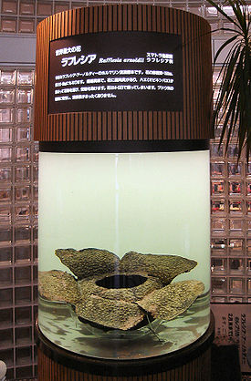 Rafflesia.jpg