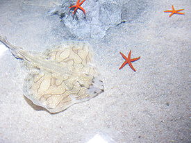 Raja undulata.jpg