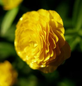 Ranunculus monophyllus IMG 8143.jpg