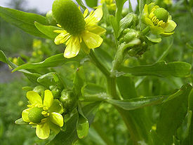 Ranunculus sceleratus(02).jpg