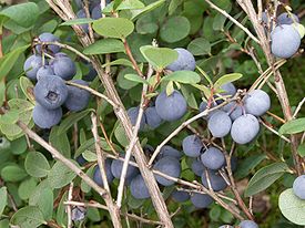 Rauschbeeren.jpg